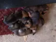 Bebé 