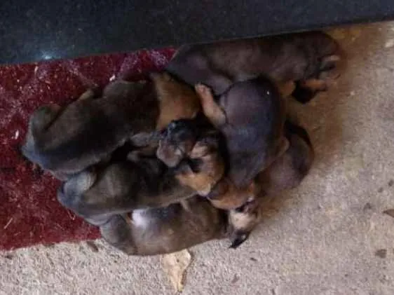 Cachorro raça Nao definida  idade Abaixo de 2 meses nome Bebé 