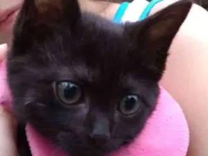 Gato raça Srd idade 2 a 6 meses nome Nina 