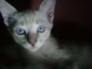 Gato raça SRD idade Abaixo de 2 meses nome Branquinho