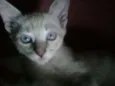 Branquinho