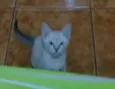 Branquinho