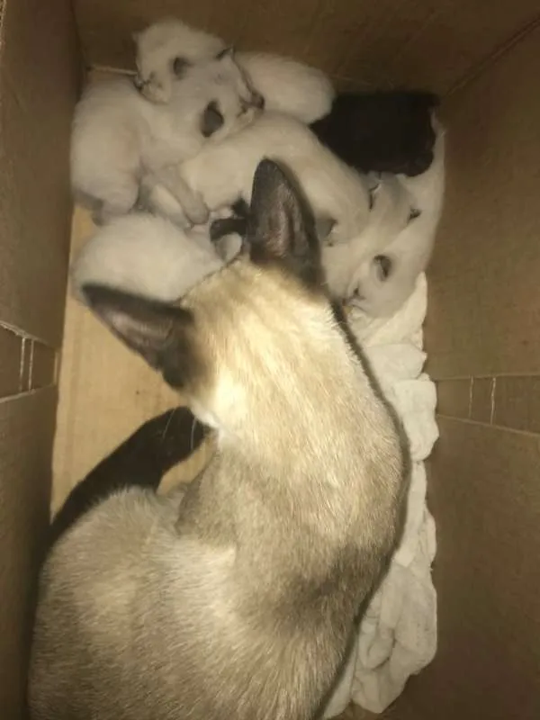 Gato raça  idade Abaixo de 2 meses nome LILI