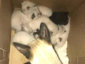 Gato raça  idade Abaixo de 2 meses nome LILI