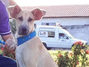 Cachorro raça Labrador idade 7 a 11 meses nome Theo