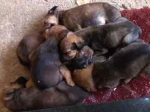 Cachorro raça Nao definida  idade Abaixo de 2 meses nome Bebé 
