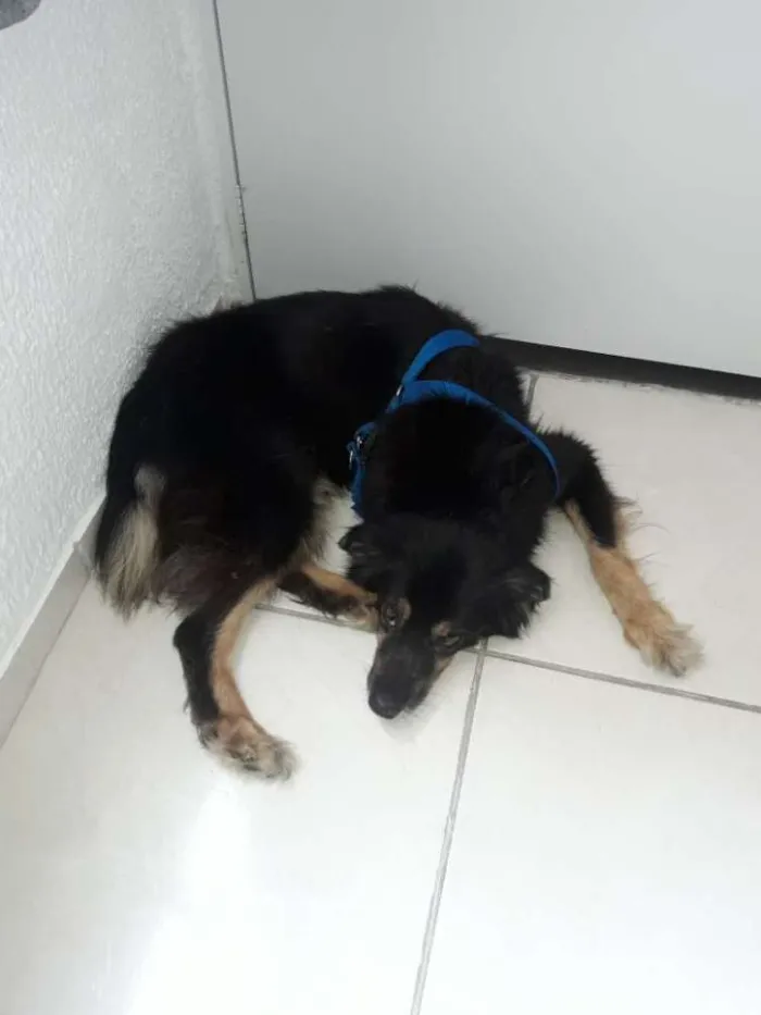 Cachorro ra a Misturado não definido idade 6 ou mais anos nome Minie