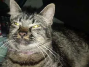 Gato raça Indefinida idade 1 ano nome Juju