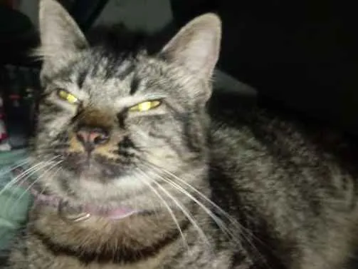 Gato ra a Indefinida idade 1 ano nome Juju