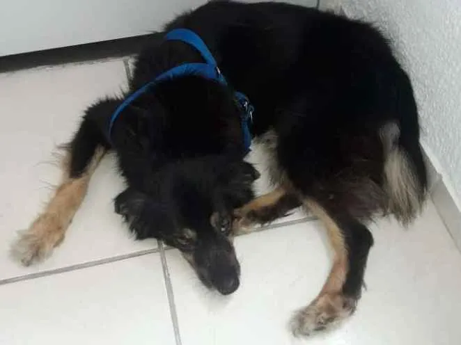 Cachorro ra a Misturado não definido idade 6 ou mais anos nome Minie