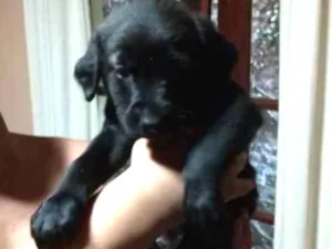 Cachorro raça Labrador mestiço idade Abaixo de 2 meses nome Sem nomes