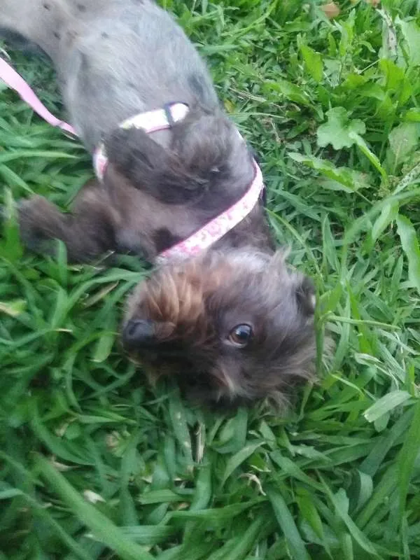 Cachorro ra a SRD idade 2 anos nome Sem nome