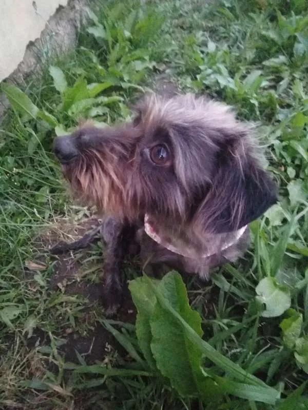 Cachorro ra a SRD idade 2 anos nome Sem nome