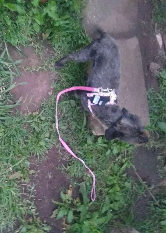 Cachorro ra a SRD idade 2 anos nome Sem nome