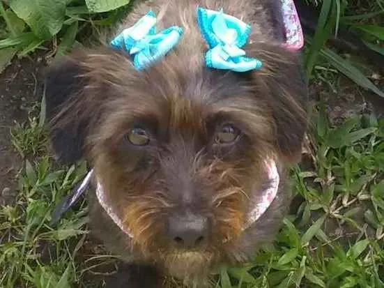 Cachorro ra a SRD idade 2 anos nome Sem nome