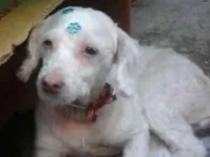 Cachorro raça Poodle idade 6 ou mais anos nome Princesa