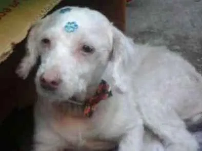 Cachorro ra a Poodle idade 6 ou mais anos nome Princesa