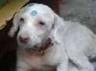 Cachorro raça Poodle idade 6 ou mais anos nome Princesa