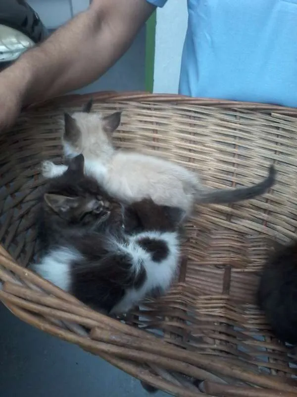 Gato raça Indefinida idade Abaixo de 2 meses nome Filhotes