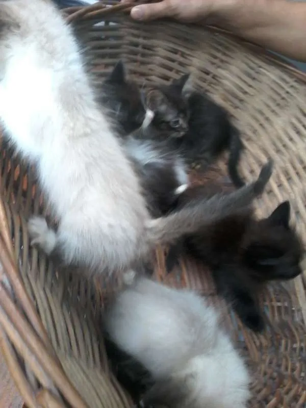 Gato raça Indefinida idade Abaixo de 2 meses nome Filhotes