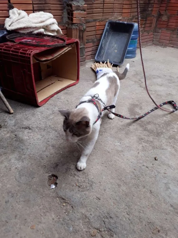 Gato ra a Cianex idade 2 anos nome Floquinho