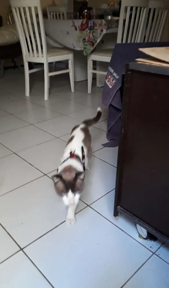 Gato ra a Cianex idade 2 anos nome Floquinho