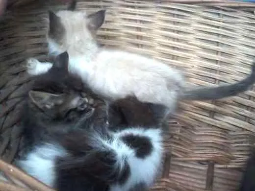 Gato raça Indefinida idade Abaixo de 2 meses nome Filhotes