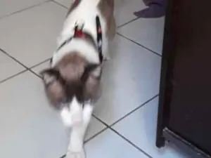 Gato raça Cianex idade 2 anos nome Floquinho