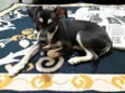 Zezinho