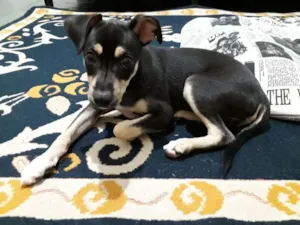 Cachorro raça bas idade 2 a 6 meses nome Zezinho