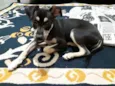 Zezinho