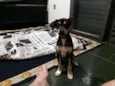 Zezinho