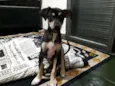 Zezinho