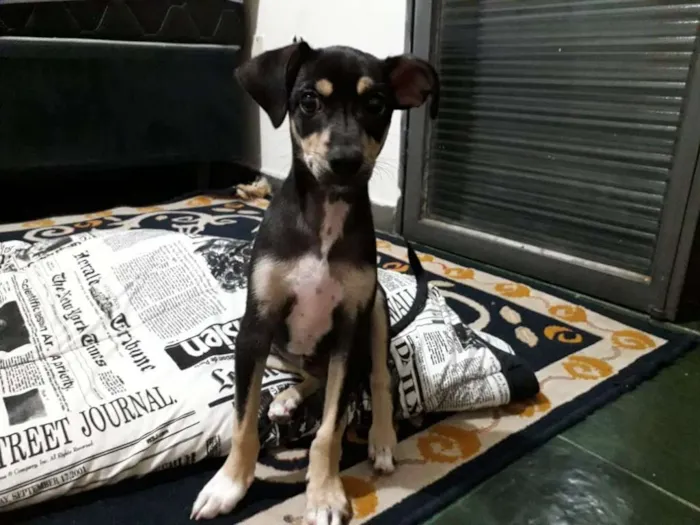 Cachorro ra a bas idade 2 a 6 meses nome Zezinho