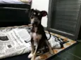 Zezinho