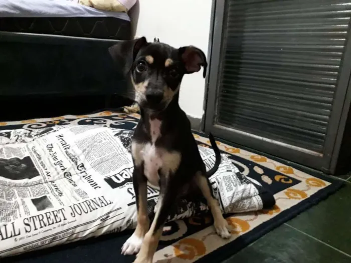 Cachorro ra a bas idade 2 a 6 meses nome Zezinho
