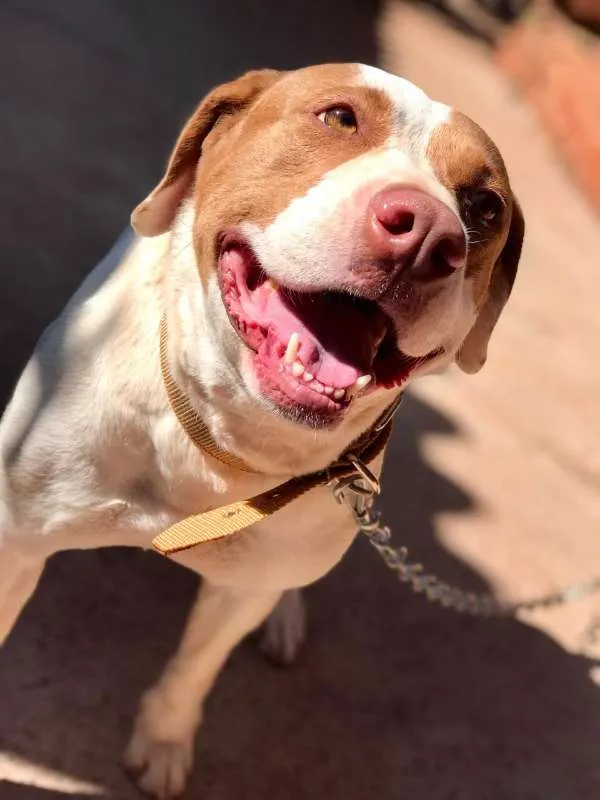 Cachorro ra a Pit-bull idade 5 anos nome Faísca