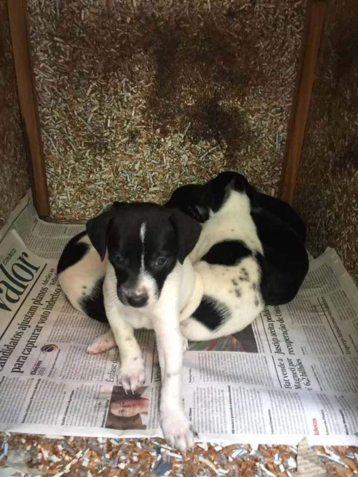 Cachorro ra a SRD idade Abaixo de 2 meses nome Indefinido