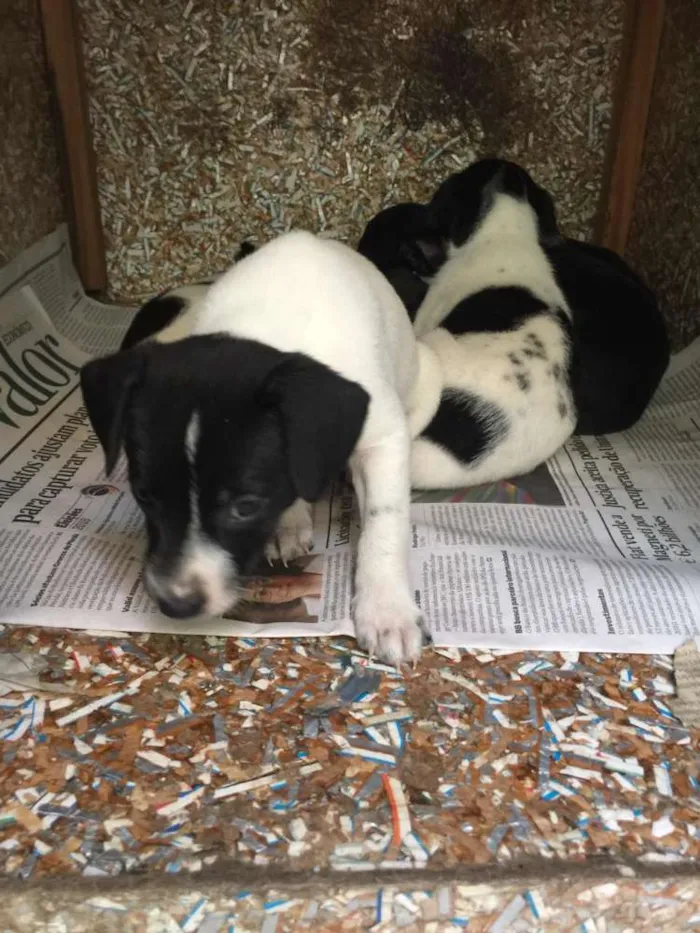Cachorro ra a SRD idade Abaixo de 2 meses nome Indefinido
