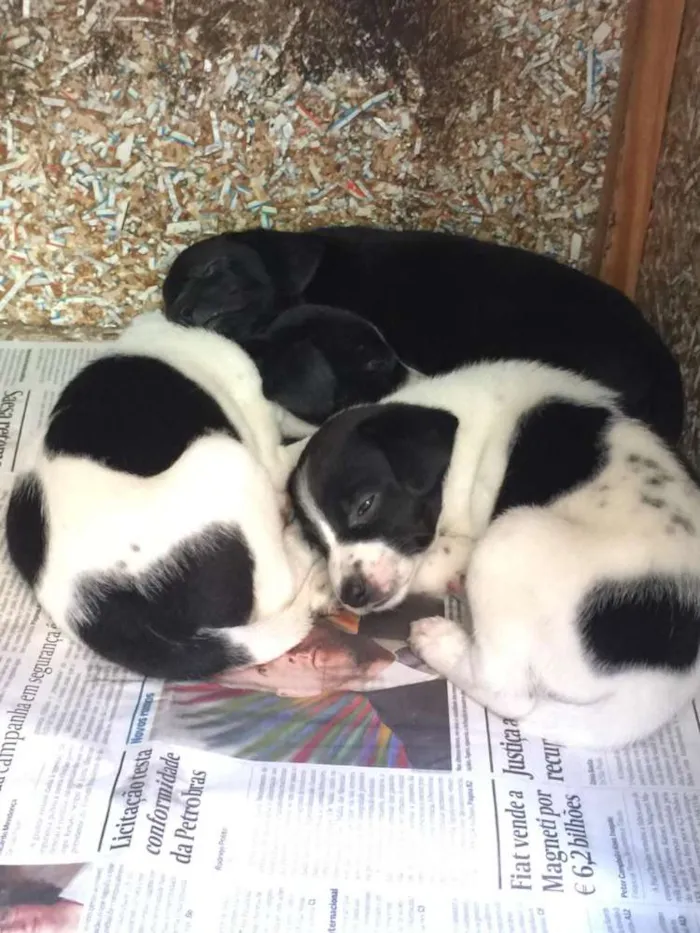 Cachorro ra a SRD idade Abaixo de 2 meses nome Indefinido
