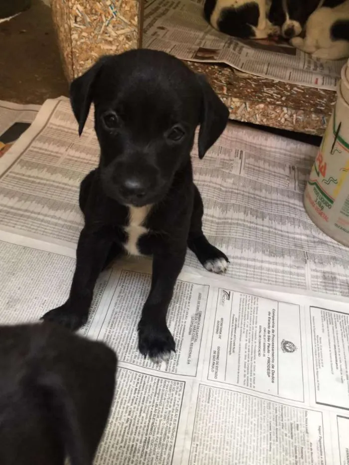 Cachorro ra a SRD idade Abaixo de 2 meses nome Indefinido