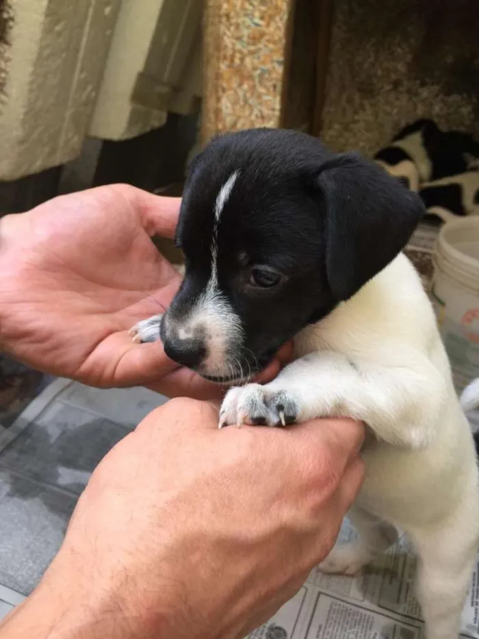 Cachorro ra a SRD idade Abaixo de 2 meses nome Indefinido