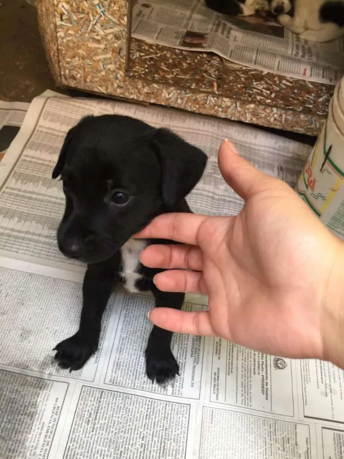 Cachorro ra a SRD idade Abaixo de 2 meses nome Indefinido