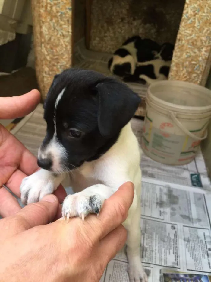 Cachorro ra a SRD idade Abaixo de 2 meses nome Indefinido