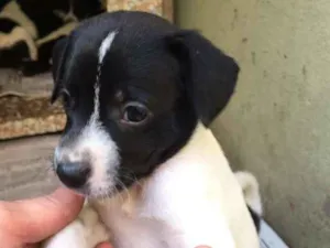 Cachorro raça SRD idade Abaixo de 2 meses nome Indefinido
