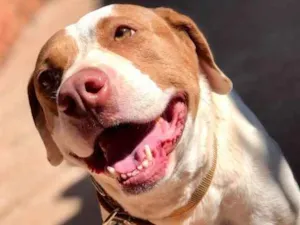 Cachorro raça Pit-bull idade 5 anos nome Faísca