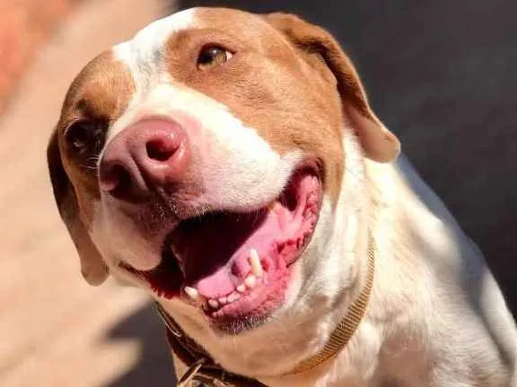 Cachorro ra a Pit-bull idade 5 anos nome Faísca