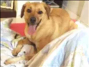 Cachorro raça RND idade 2 anos nome Lavínia
