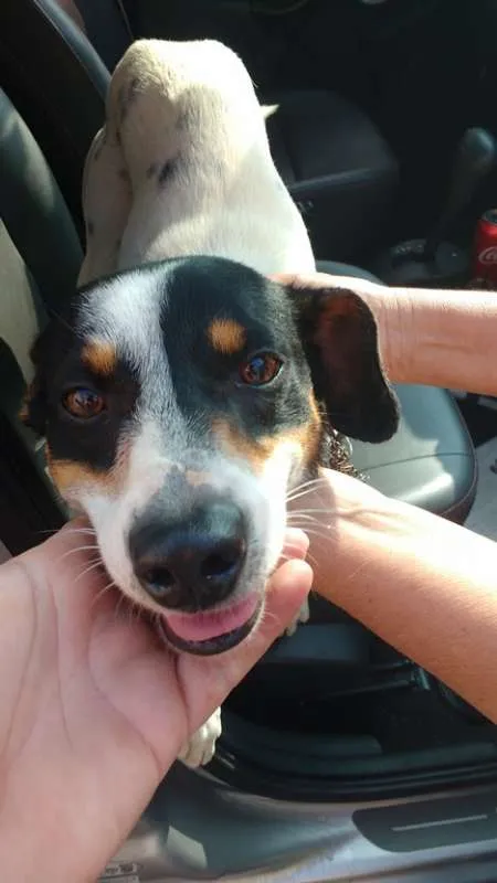 Cachorro ra a mix pincher  idade  nome DUke
