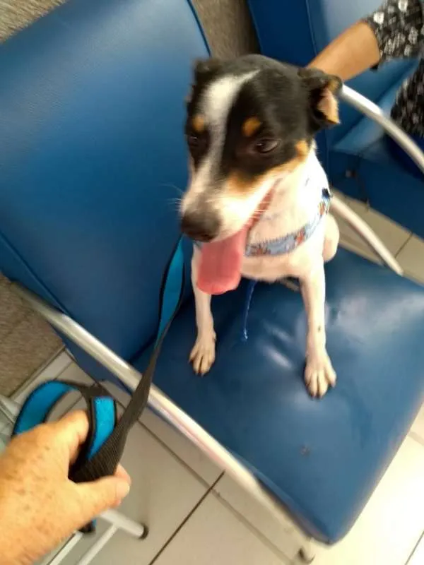 Cachorro ra a mix pincher  idade  nome DUke